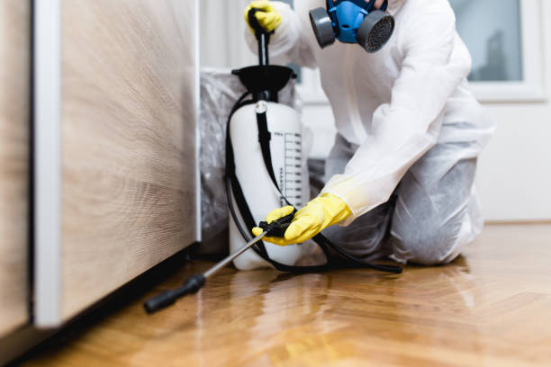 Flea Control Services in Covington, VA