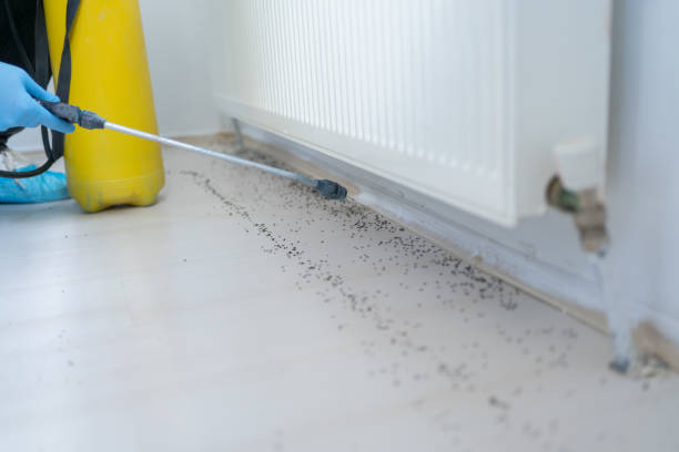 Best Termite Control Services  in Covington, VA